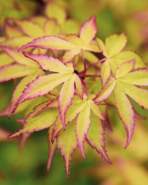 Acer palmatum 'Little Princess'