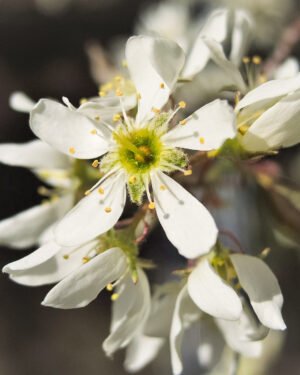 Pero corvino - immagine 2