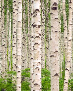 Betula utilis var. jacquemontii