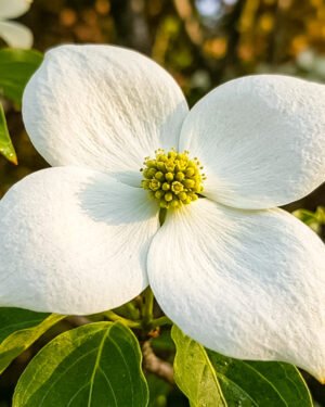 Cornus kousa 'Big White' - immagine 2