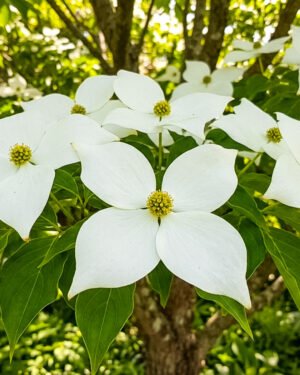 Cornus kousa 'Big White'