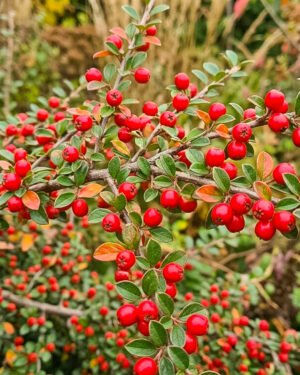 Cotoneaster