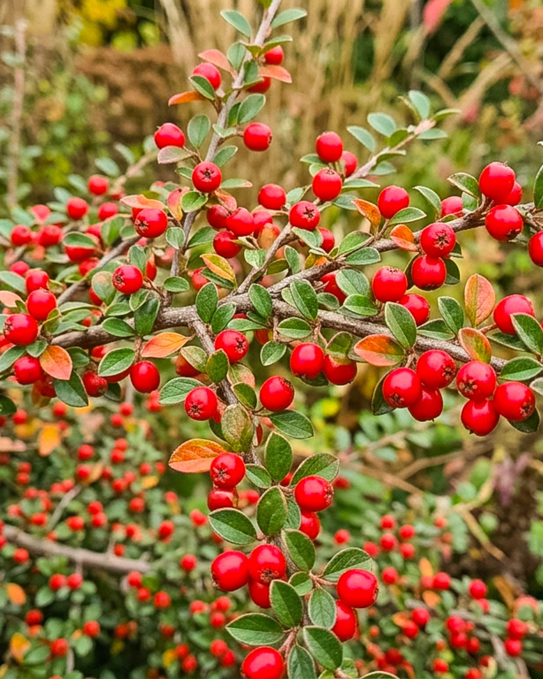 Cotoneaster