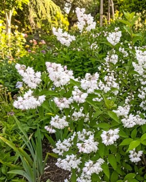 Deutzia scabra 'Pride of Rochester' - immagine 2