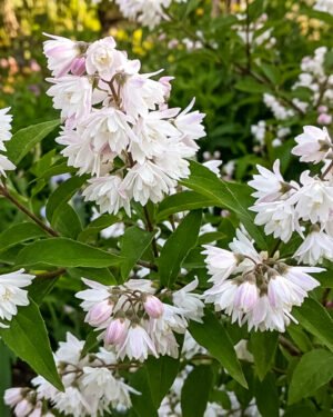 Deutzia scabra 'Pride of Rochester'