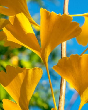 Ginkgo biloba André Briant® 'Brivingtetun'