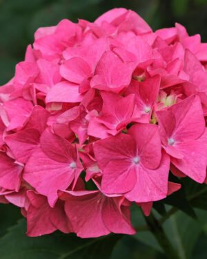 Ortensia macrophylla 'Tovelit'