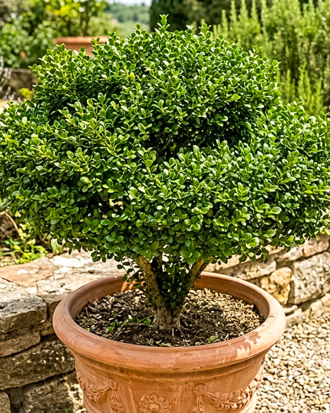Ilex crenata ‘Convexa’