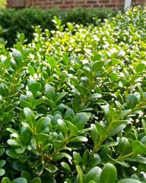 Ilex crenata 'Convexa' - immagine 2
