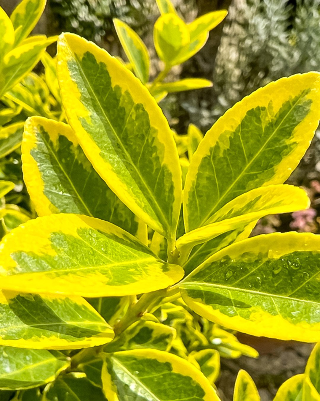 Ligustrum ovalifolium ‘Aureum’