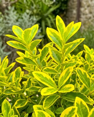 Ligustrum ovalifolium 'Aureum' - immagine 2