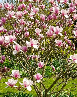 Magnolia 'Atlas' - immagine 2