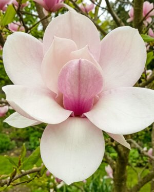 Magnolia 'Atlas'