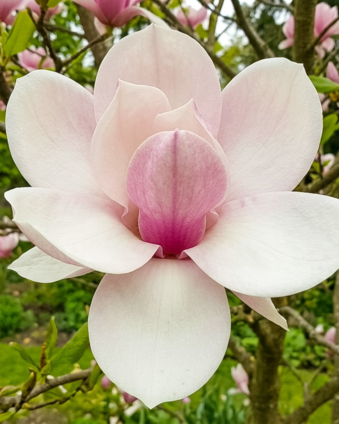 Magnolia 'Atlas'