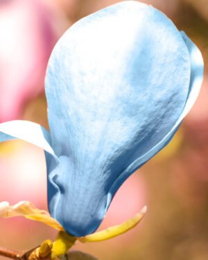 Magnolia 'Blue Opal'