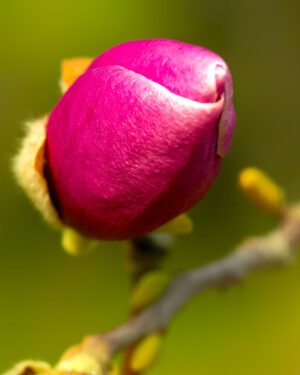 Magnolia lilliflora 'Nigra' - immagine 2