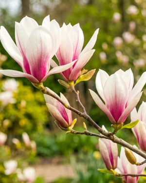 Magnolia 'Sunrise'