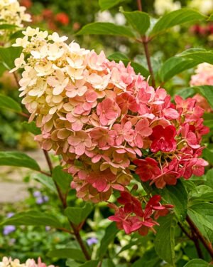 Ortensia paniculata 'Early Harry'