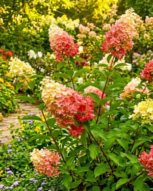 Ortensia paniculata 'Early Harry' - immagine 2