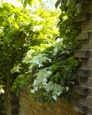 Ortensia Rampicante