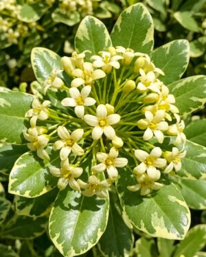 Pittosporo nano variegato