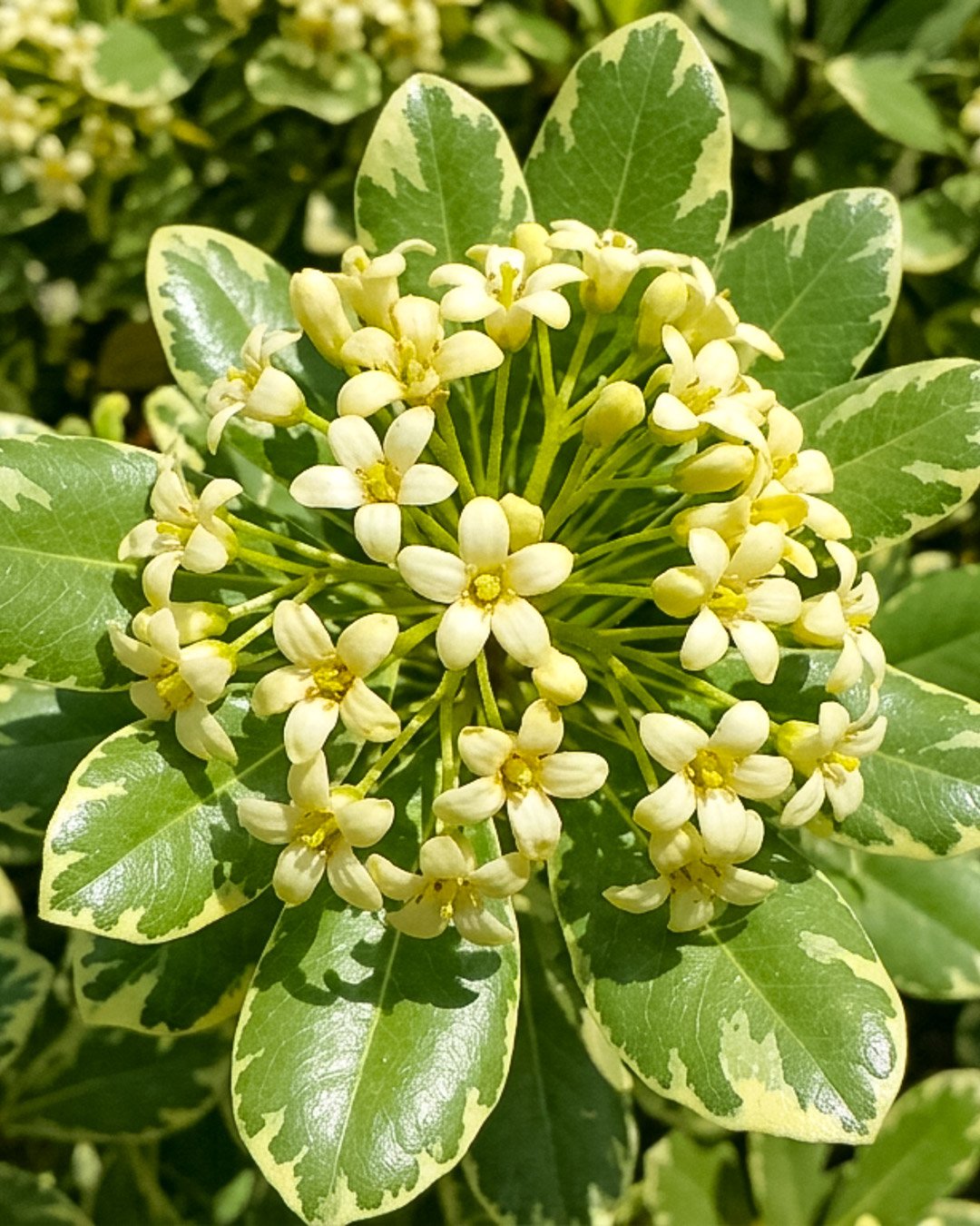 Pittosporo nano variegato