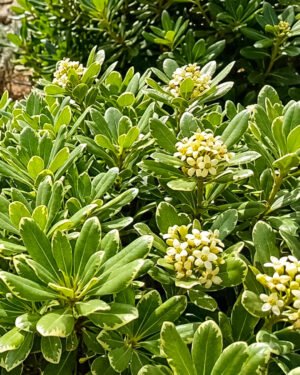 Pittosporo nano variegato - immagine 2