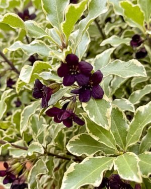 Pittosporo nano variegato