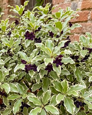 Pittosporo nano variegato - immagine 2