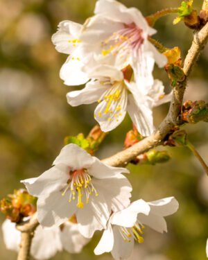 Prunus incisa 'Kojo-no-mai'