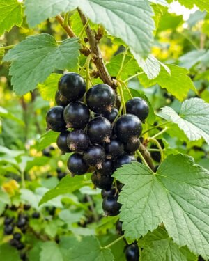 Ribes nero