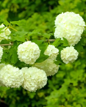 Viburno Palla di Neve