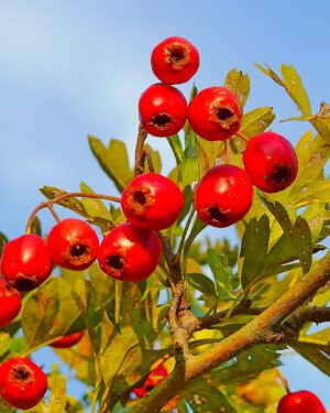 Biancospino - immagine 2