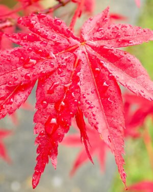 Acer palmatum 'Brandt’s Dwarf'