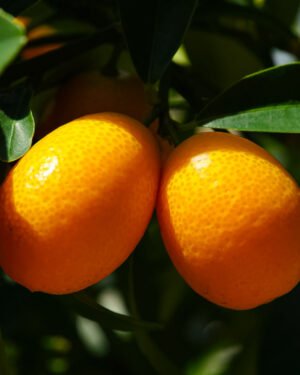 Kumquat Obovata