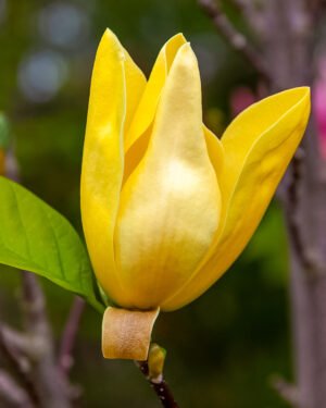 Magnolia 'Yellow Bird'