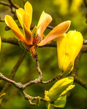 Magnolia 'Yellow Bird' - immagine 2