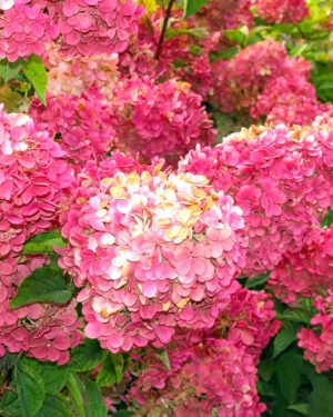 Ortensia paniculata 'Diamant Rouge'