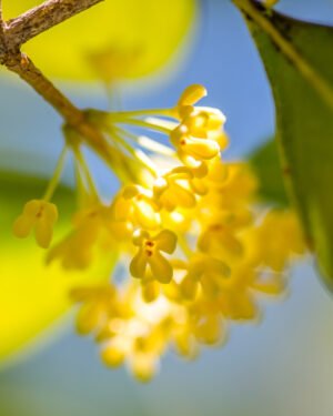 Osmanthus fragrans