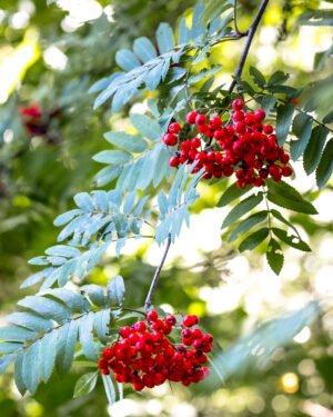 Sorbo aucuparia - immagine 2