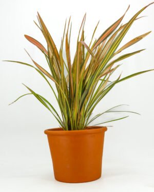 Phormium tenax 'Pink Flamingo'