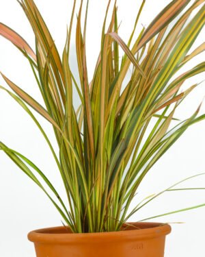 Phormium tenax 'Pink Flamingo' - immagine 3