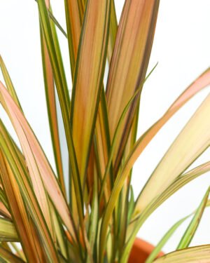 Phormium tenax 'Pink Flamingo' - immagine 2