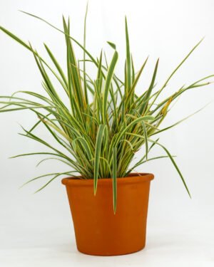 Phormium tenax 'Golden Ray' - immagine 3