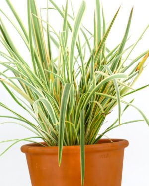 Phormium tenax 'Golden Ray' - immagine 2