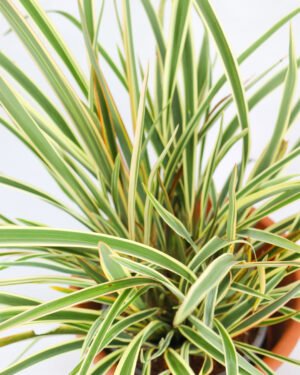 Phormium tenax 'Golden Ray'