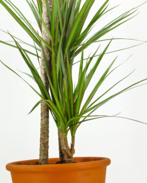 Dracaena marginata - immagine 3
