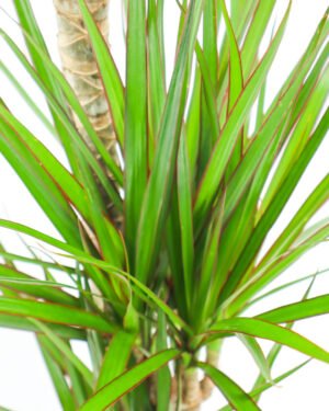Dracaena marginata