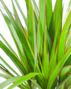 Dracaena marginata - immagine 2