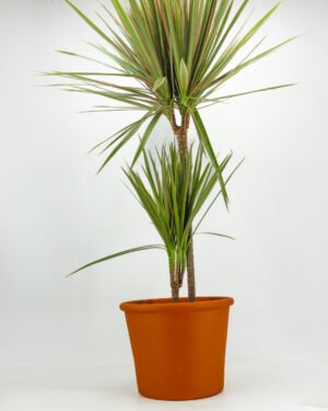 Dracaena marginata 'Bicolor' - immagine 4